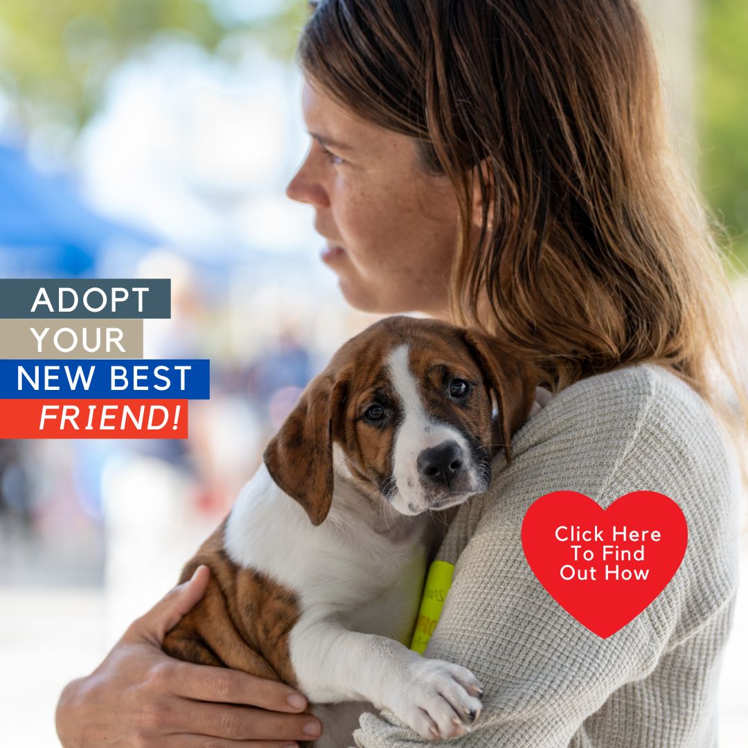 Labs and More – Adopt a Rescue Dog or Puppy Today