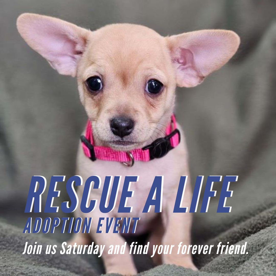 Pet Adoption & Rescue, Oceanside, CA - Last Chance at Life