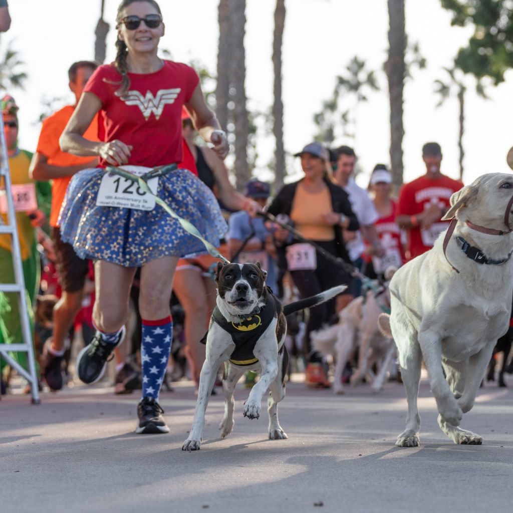 Labs and More Rescue, Mutt Run