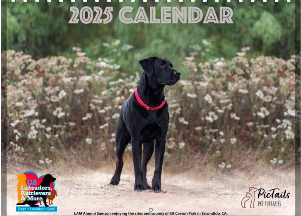 Labs and More Rescue 2025 Calendar