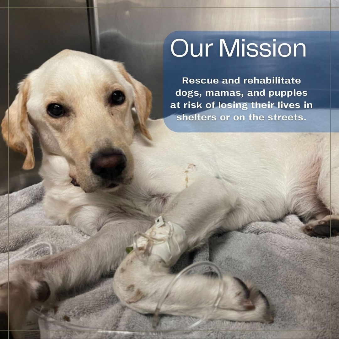 Labs and More Mission Statement