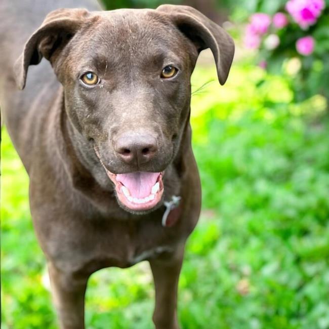 Dog adoption stories tips labs and more rescue