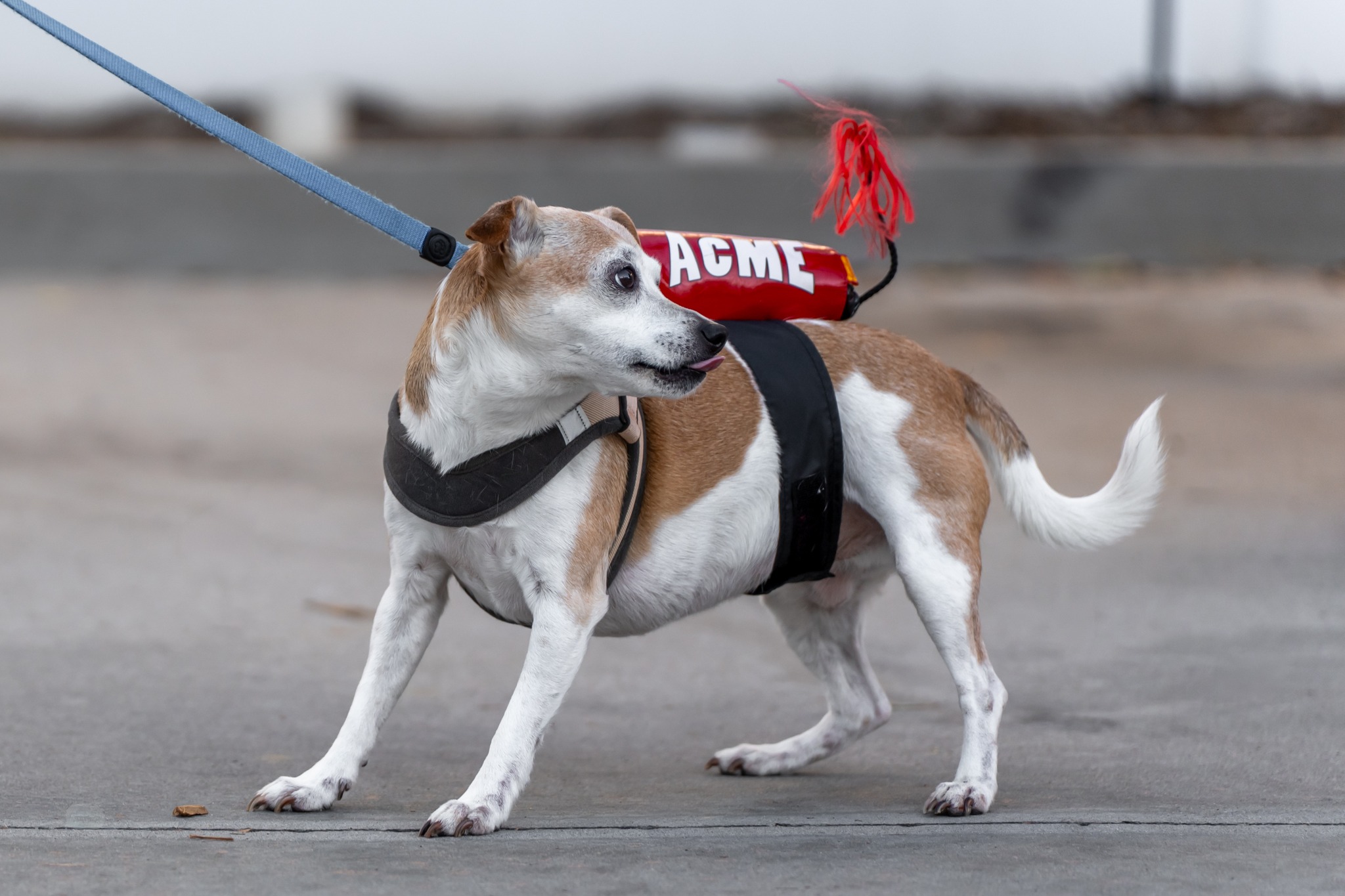 565668003_10164304771759789_7727720350305326775_n