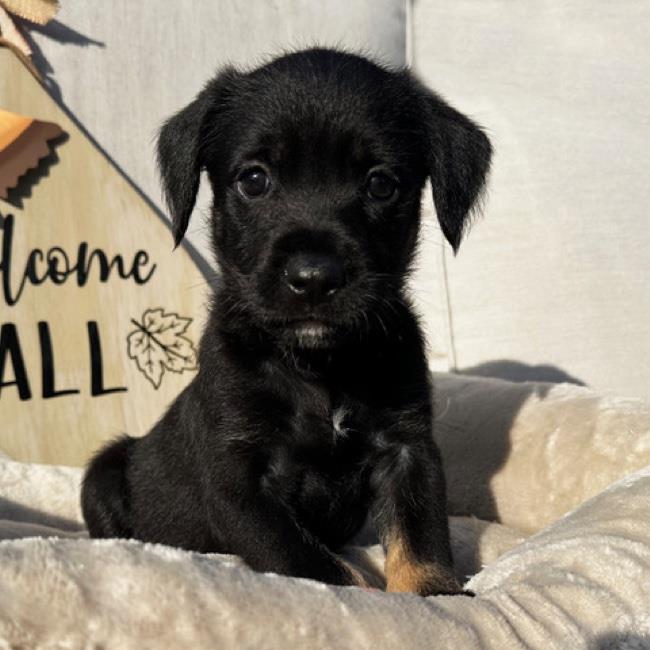 Puppy5Nov102025_1.jpeg