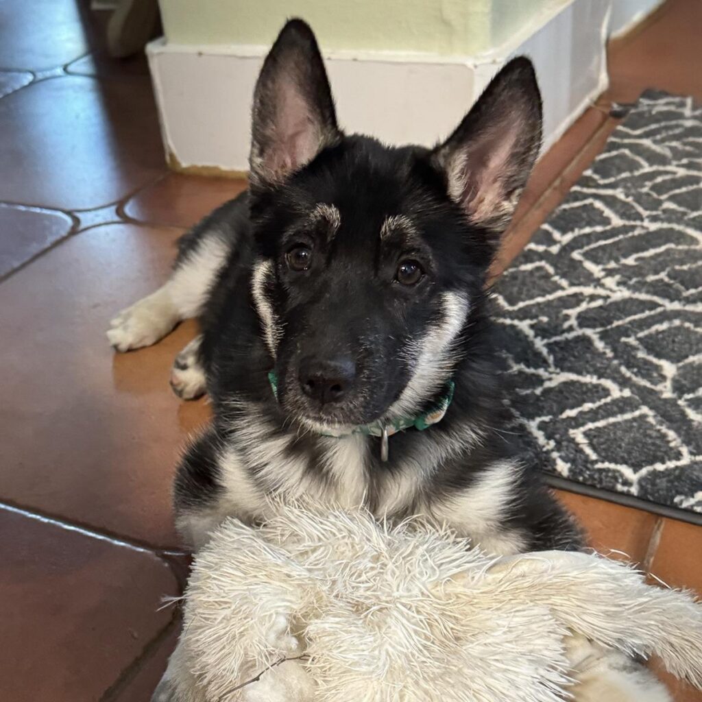 pingIMG_20260225_164233_fef62