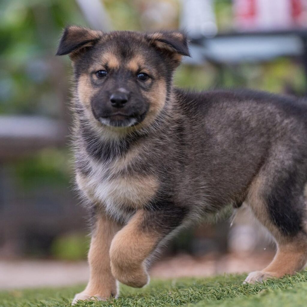 fluffer724777885_10165465125704789_9165266584868648714_n.jpg