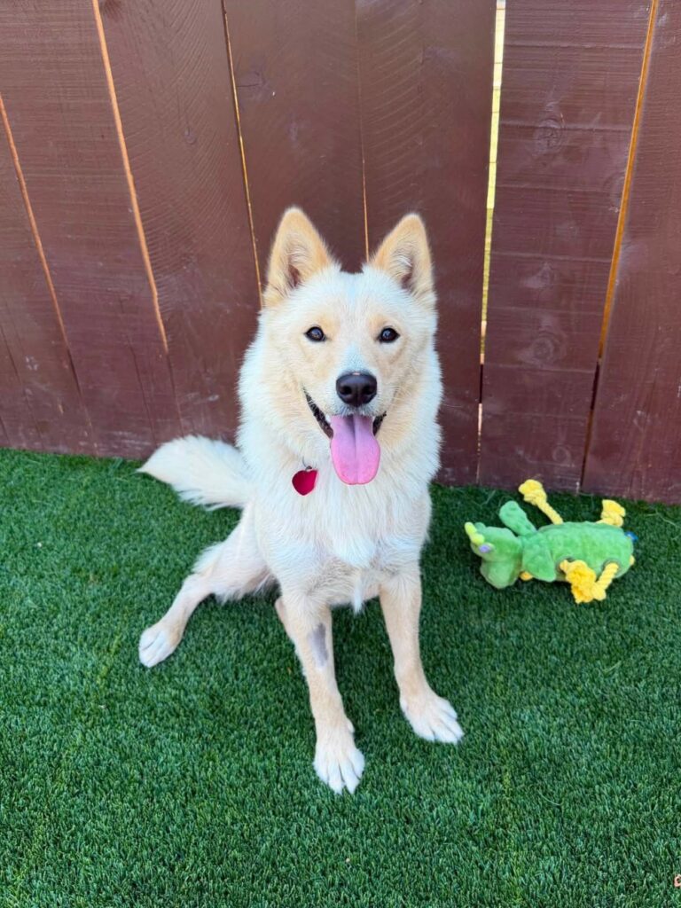 dog named marshmallow