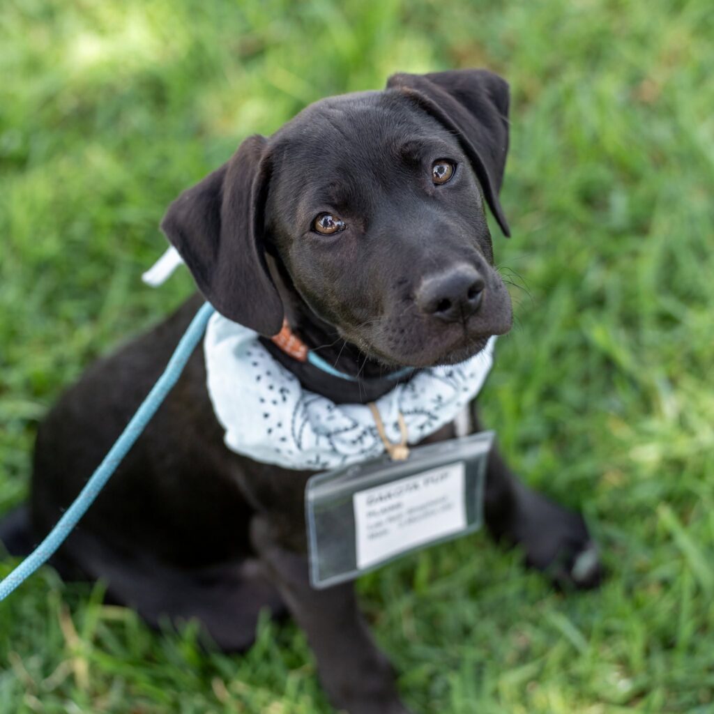 a puppy named plains