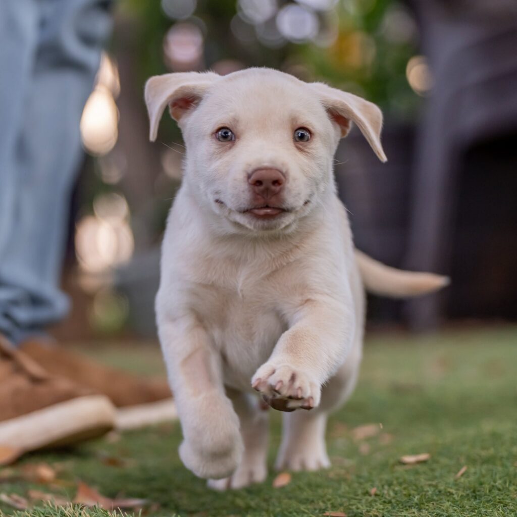 puppy named tillman