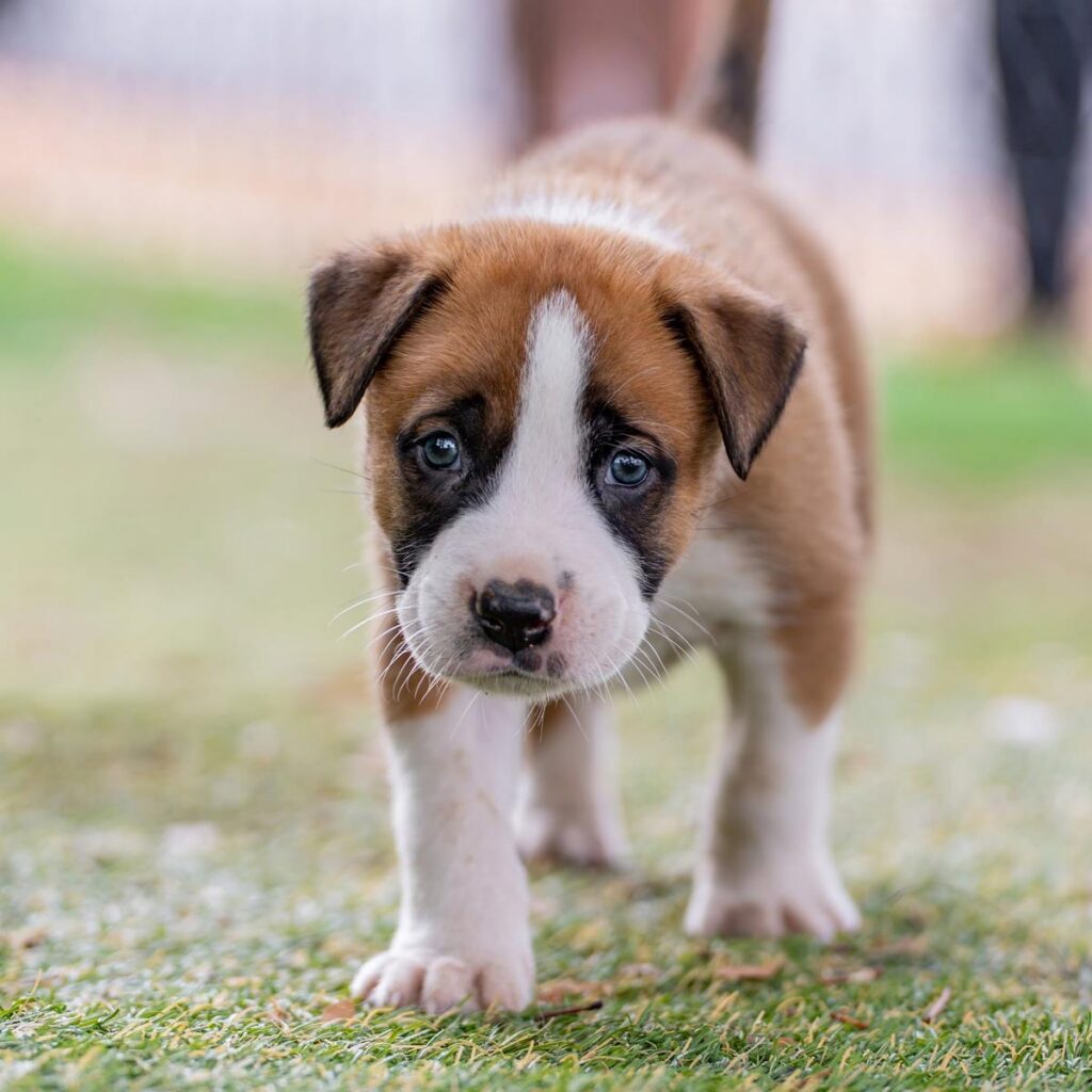 animal761559544_10165692718984789_1543197651803563085_n.jpg