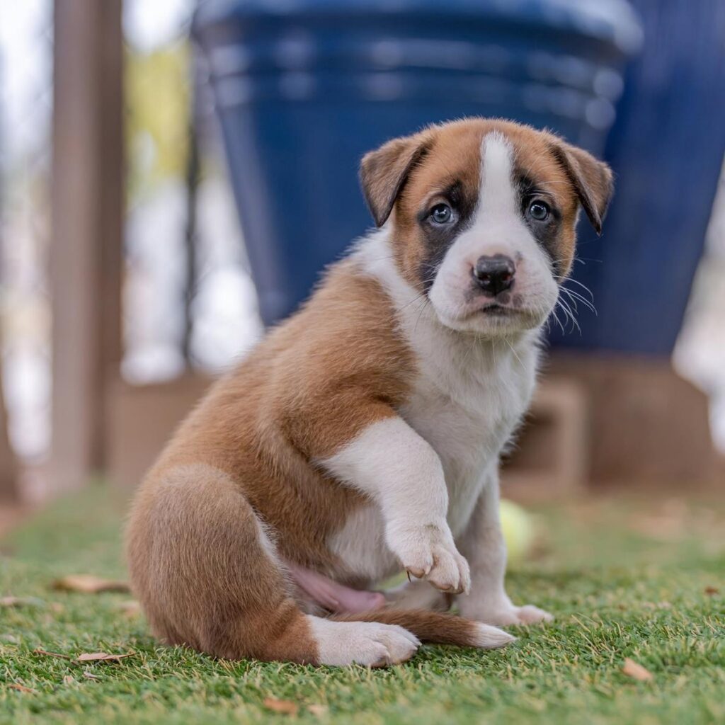 animal762432909_10165692720304789_2267108222804647788_n.jpg